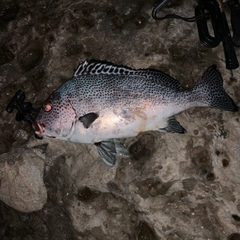 アジアコショウダイの釣果