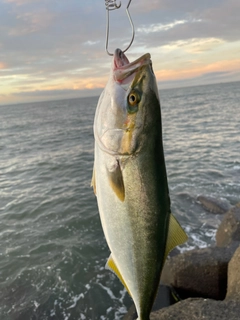 イナダの釣果