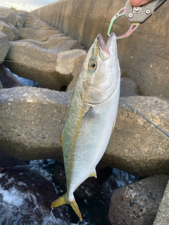 ワカシの釣果