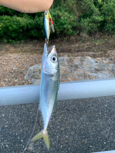 サバの釣果