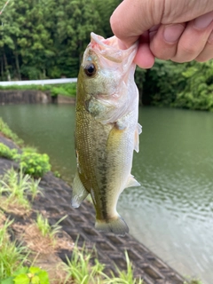 ブラックバスの釣果