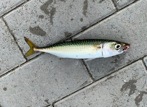 サバの釣果