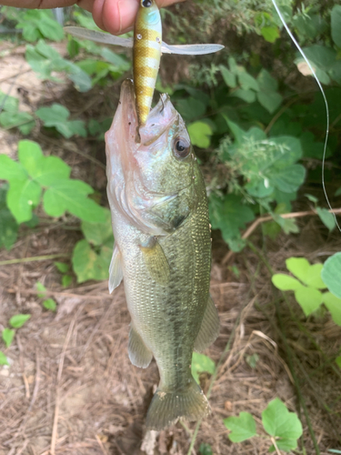 ラージマウスバスの釣果