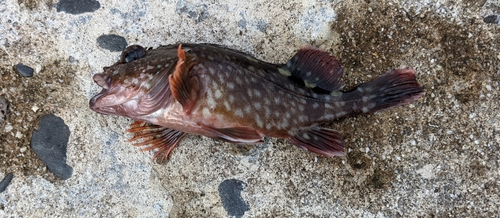 カサゴの釣果