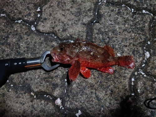 カサゴの釣果