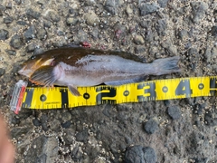アイナメの釣果