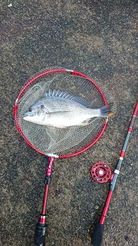 キチヌの釣果