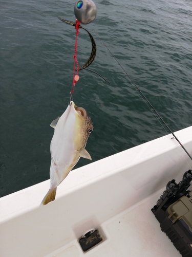 ショウサイフグの釣果