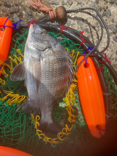 メイタの釣果