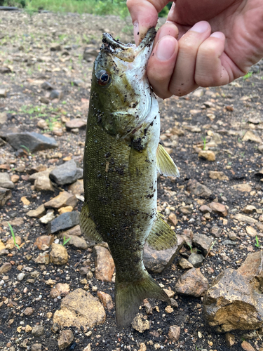 スモールマウスバスの釣果