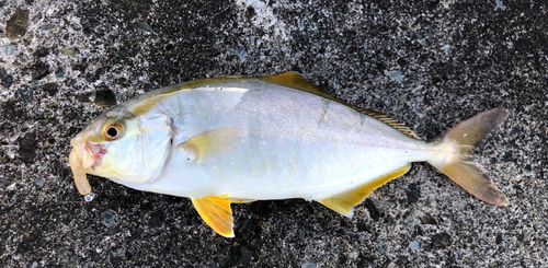 ショゴの釣果