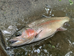 ニジマスの釣果