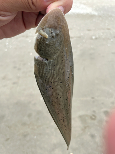 シタビラメの釣果