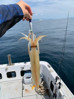 ヤリイカの釣果