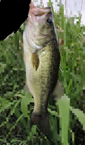 ラージマウスバスの釣果