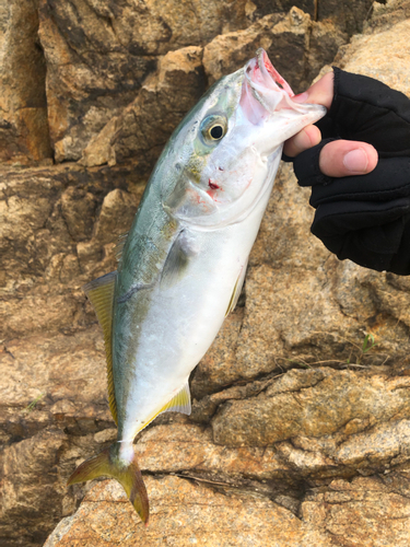 ツバスの釣果