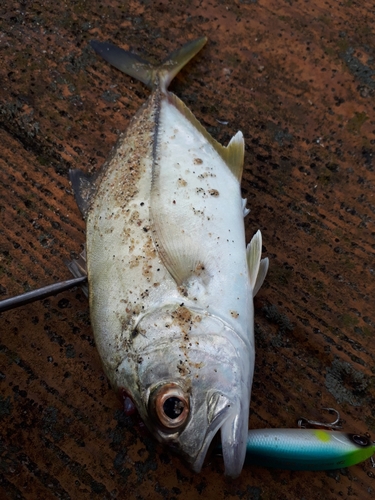 ヤズの釣果