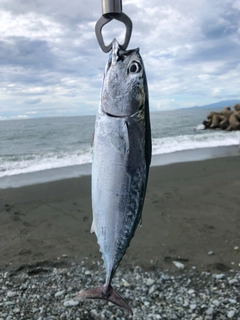 マルソウダの釣果