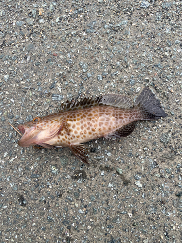 オオモンハタの釣果