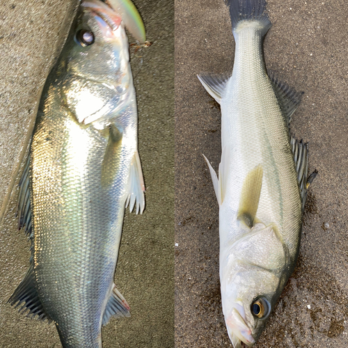 シーバスの釣果