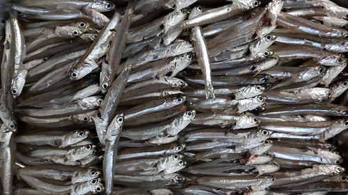 カタクチイワシの釣果