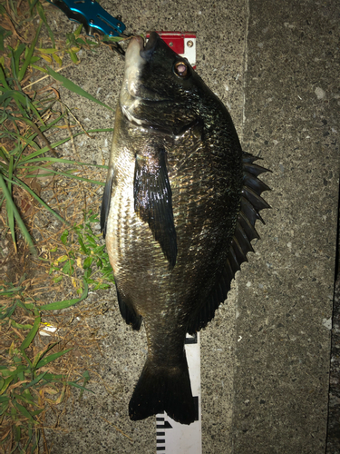 クロダイの釣果