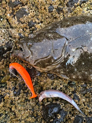 ヒラメの釣果