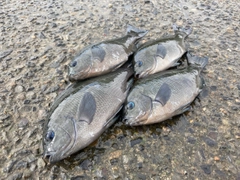 メジナの釣果