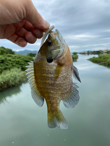 ブルーギルの釣果