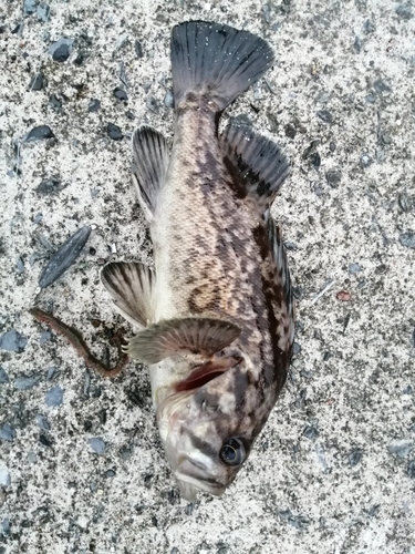 クロソイの釣果