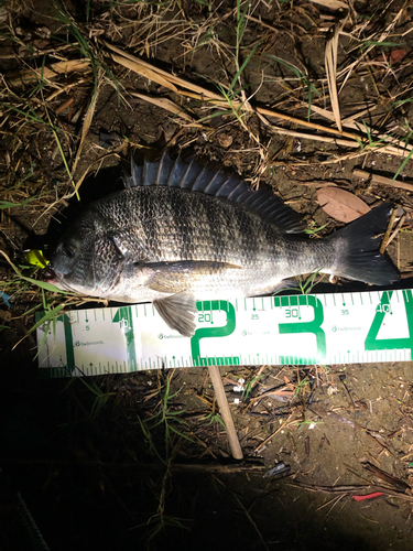 クロダイの釣果