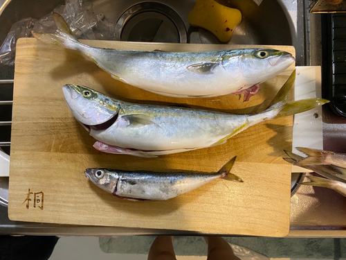 ハマチの釣果