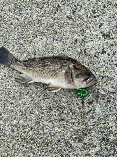 クロソイの釣果