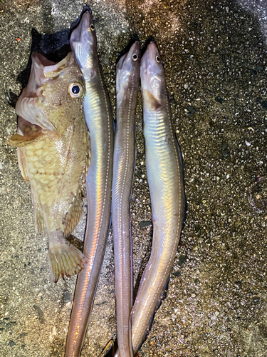 アナゴの釣果