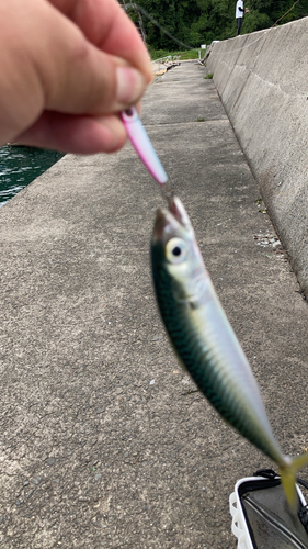 サバの釣果