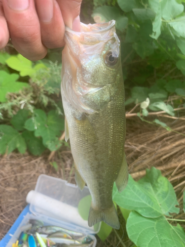 ラージマウスバスの釣果