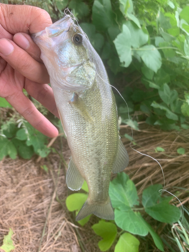 ラージマウスバスの釣果