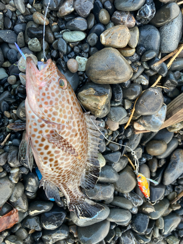 オオモンハタの釣果