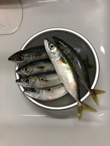 サバの釣果