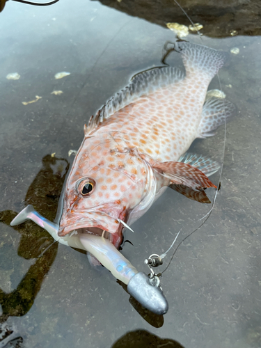 オオモンハタの釣果