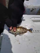 アイゴの釣果