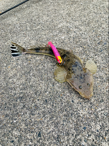 マゴチの釣果