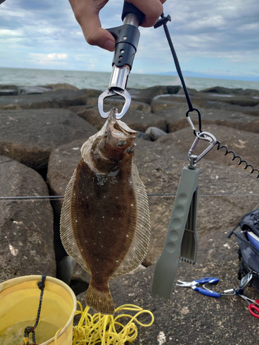 ヒラメの釣果