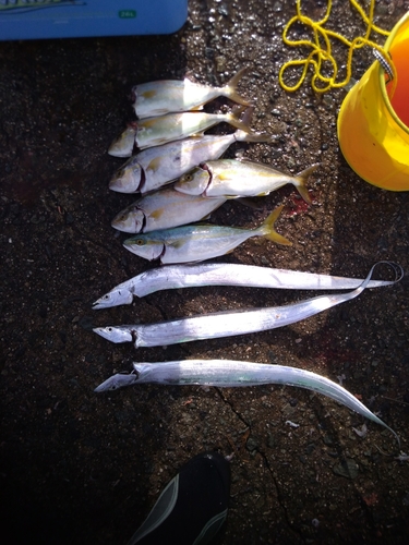 ショゴの釣果