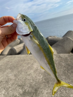 ヒラマサの釣果