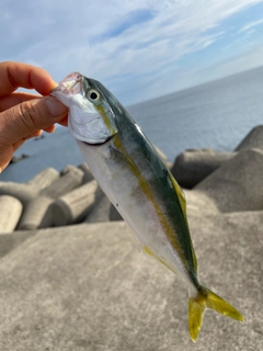 ヒラマサの釣果