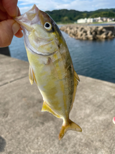 ショゴの釣果