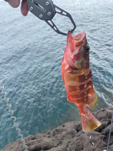 アカハタの釣果