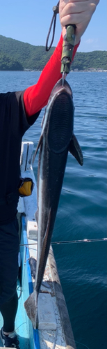 コバンザメの釣果