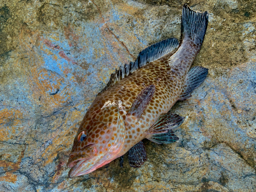 オオモンハタの釣果